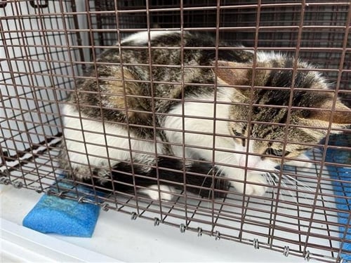 A655563 - Domestic Short Hair available for adoption