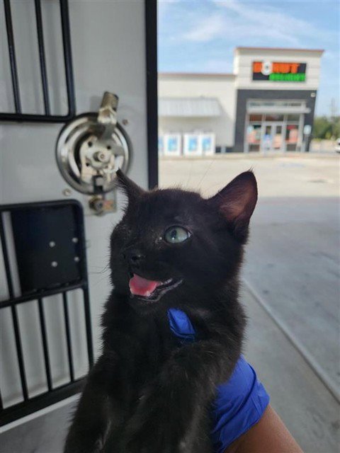 A662441 - Domestic Short Hair available for adoption