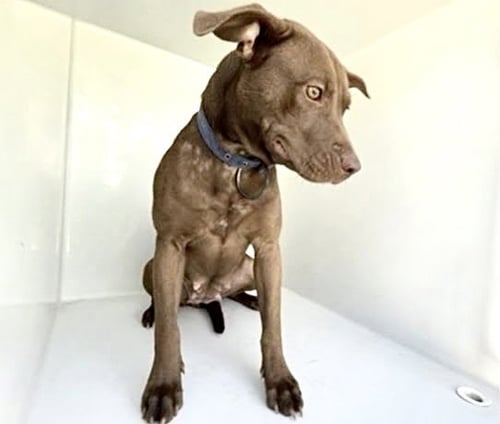 A662639 - Labrador Retriever / Pit Bull Terrier available for adoption