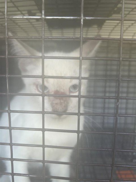 A661044 - Domestic Short Hair available for adoption