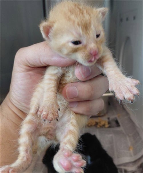 A661664 - Domestic Short Hair available for adoption