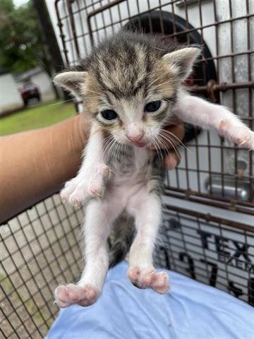 A654762 - Domestic Short Hair available for adoption