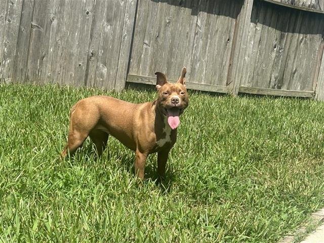 LOLA Image