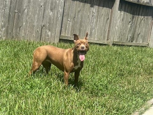 LOLA - American Pit Bull Terrier available for adoption