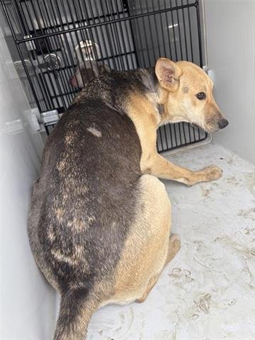 LORI - German Shepherd Dog available for adoption