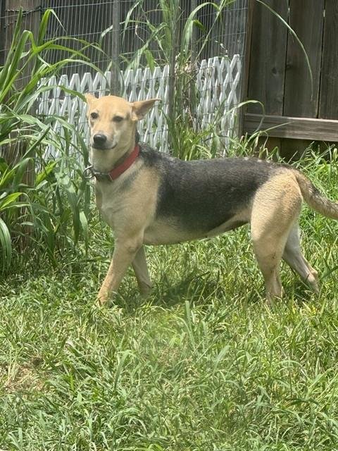 LORI Image