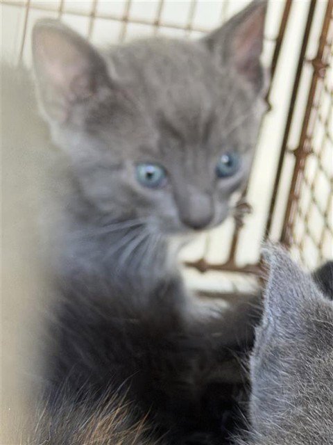 A660592 - Domestic Short Hair available for adoption