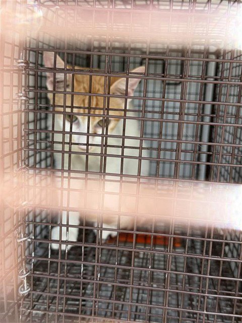 A661908 - Domestic Short Hair available for adoption