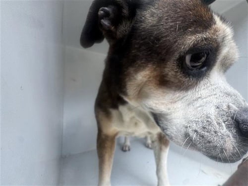 A658224 - Boston Terrier available for adoption