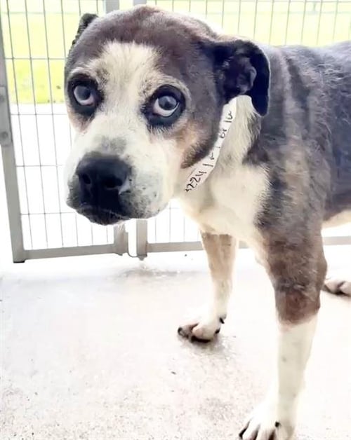 EMERY - Boxer available for adoption