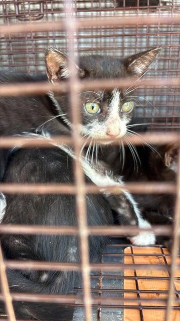 A661116 - Domestic Short Hair available for adoption