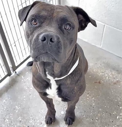 CHATA - Pit Bull Terrier available for adoption