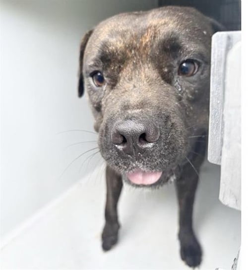 CHATA - Pit Bull Terrier available for adoption