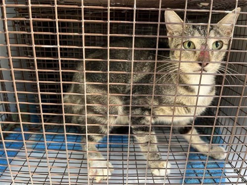 A660427 - Domestic Short Hair available for adoption