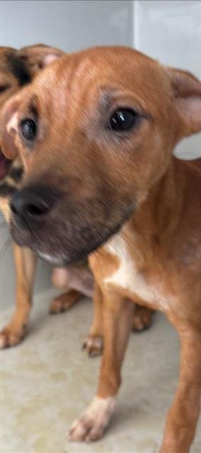 A658163 - Beagle available for adoption