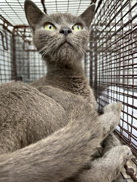 A657747 - Domestic Short Hair available for adoption