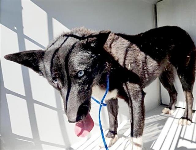 JASMINE - Border Collie available for adoption