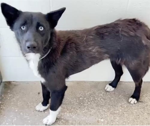 JASMINE - Border Collie available for adoption