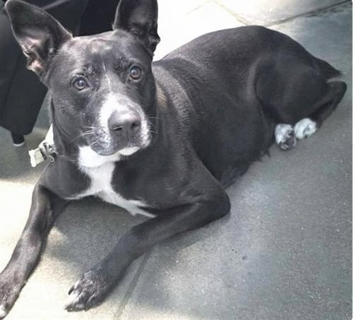 NOCHE - American Pit Bull Terrier available for adoption