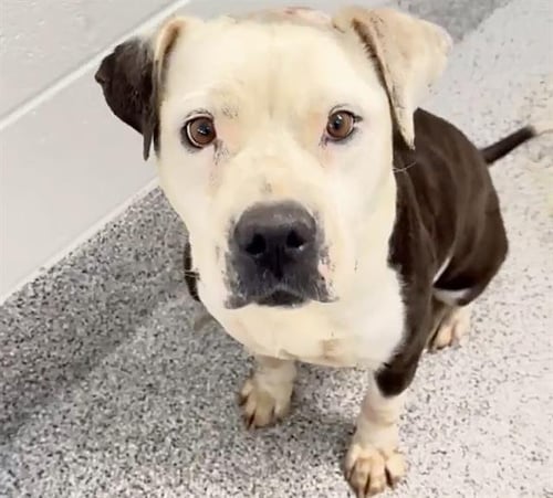 MISSY - Pit Bull Terrier available for adoption
