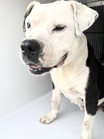 MISSY - Pit Bull Terrier available for adoption