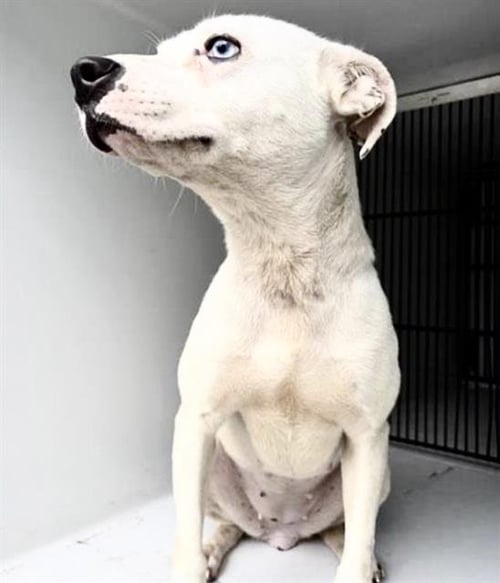 A657880 - Pit Bull Terrier available for adoption