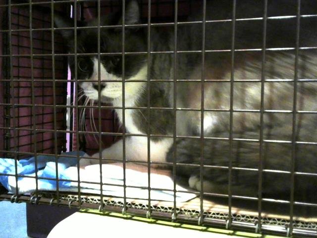 A650534 - Domestic Short Hair available for adoption