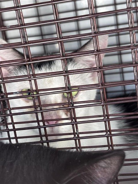 A662398 - Domestic Short Hair available for adoption