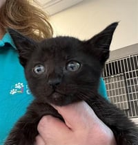 LEO MEOWSI - Photo 1