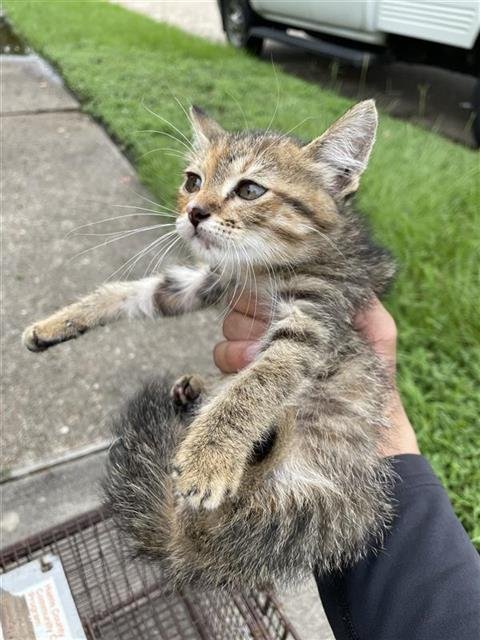 A657944 - Domestic Short Hair available for adoption