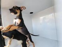 WAYLON - Photo 1