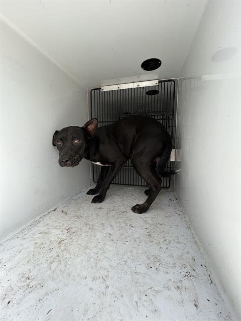 MONTY - Labrador Retriever available for adoption