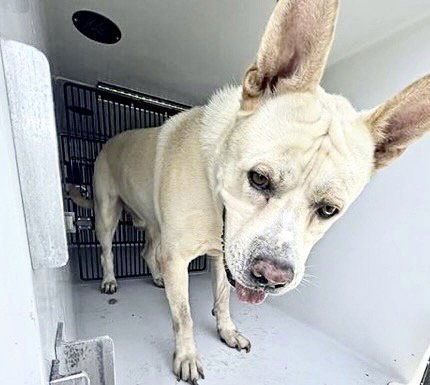A658182 - Carolina Dog available for adoption
