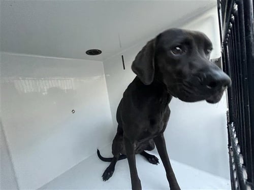 A658560 - Labrador Retriever available for adoption