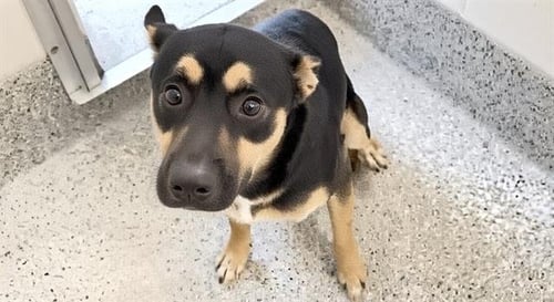 LUTHOR - German Shepherd Dog / Australian Kelpie available for adoption
