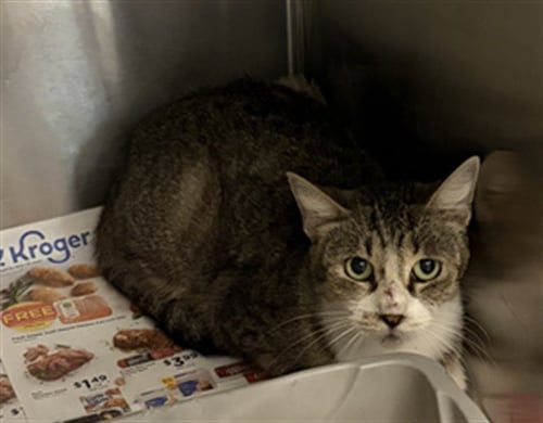 A662871 - Domestic Short Hair available for adoption