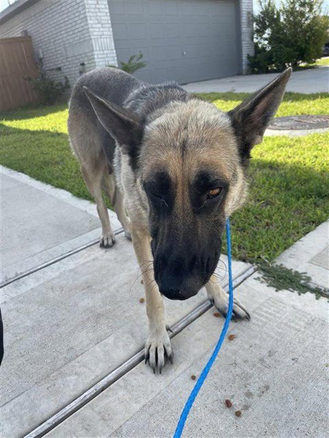 A660495 - German Shepherd Dog available for adoption