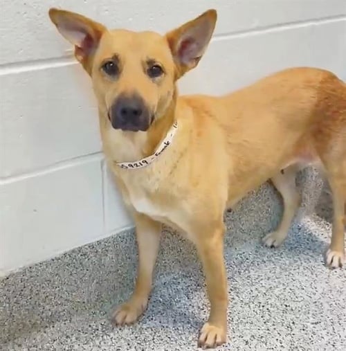 DALLY - German Shepherd Dog available for adoption