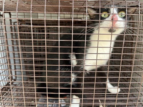 A660425 - Domestic Short Hair available for adoption