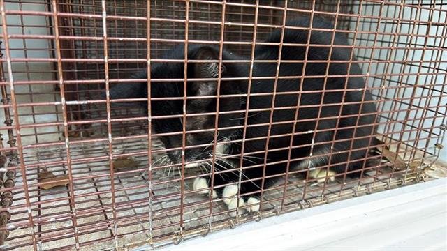 A648275 - Domestic Short Hair available for adoption