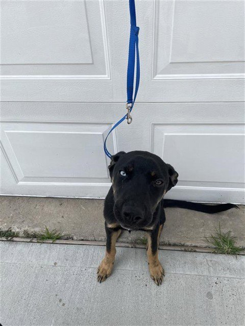 A658283 - Rottweiler available for adoption