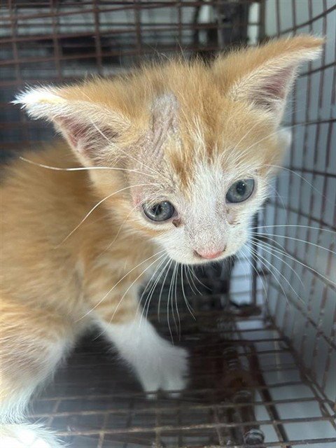 A661816 - Domestic Short Hair available for adoption