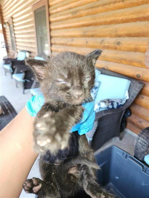 A660870 - Domestic Short Hair available for adoption