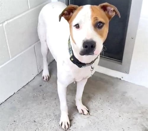 JILL - Pit Bull Terrier available for adoption