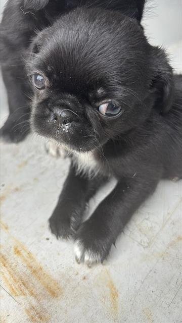 TACO - Pug available for adoption