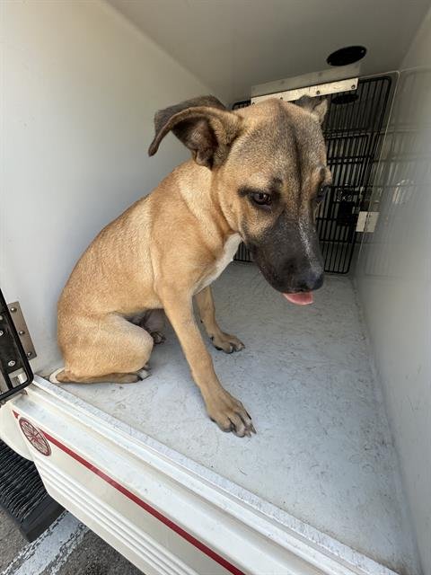A658497 - Black Mouth Cur available for adoption