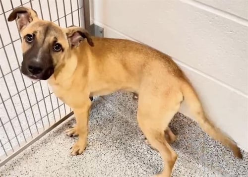 WARRIOR - Black Mouth Cur available for adoption