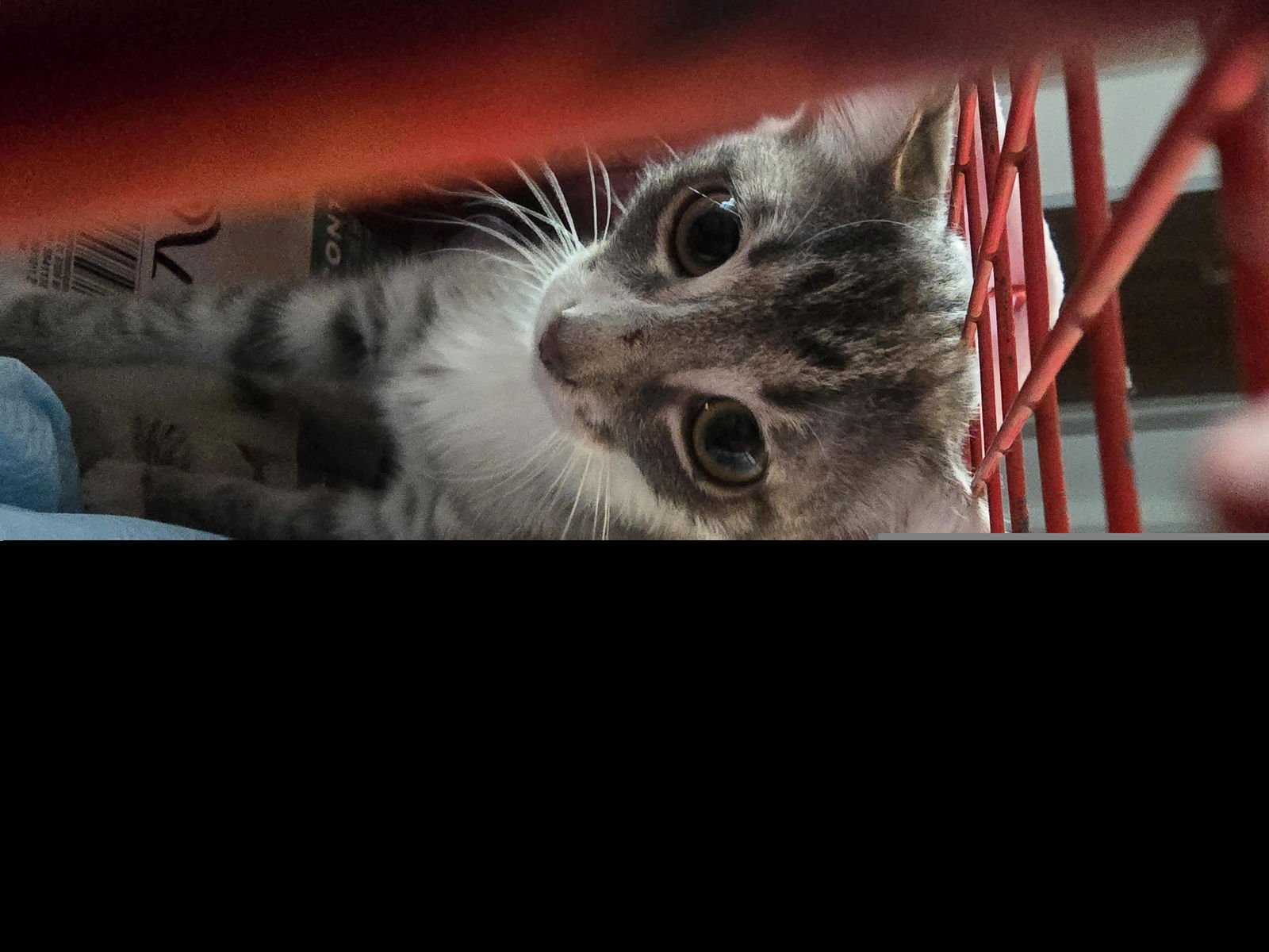 A650516 - Domestic Short Hair available for adoption