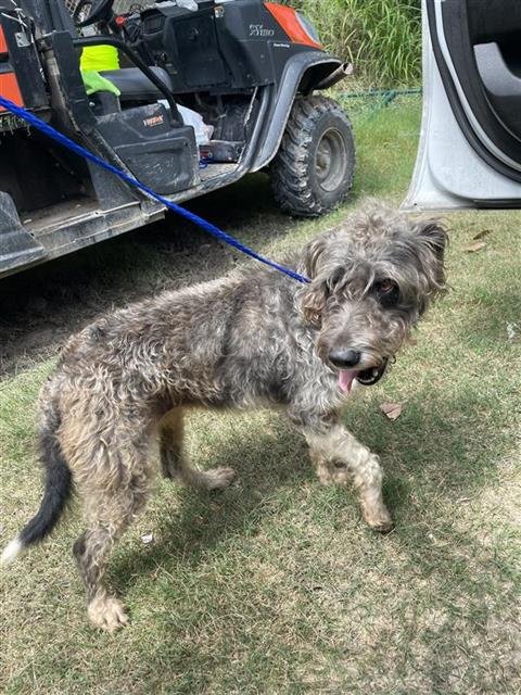 CICI - Giant Schnauzer available for adoption