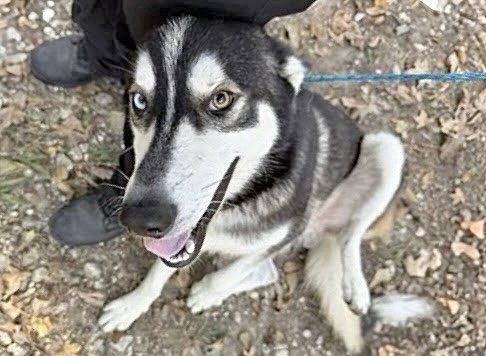 A662615 - Husky available for adoption